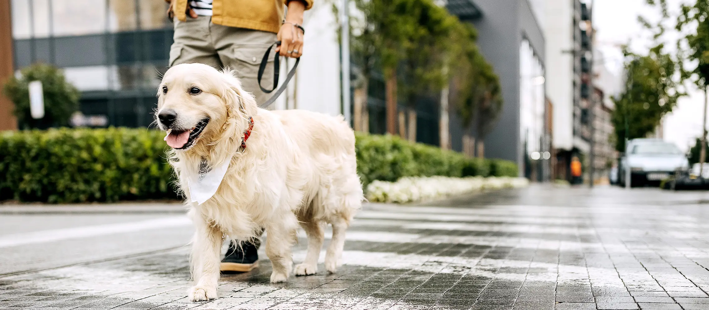 Heimtierprodukte Geschäft -Heimtierprodukte Geschäft 2