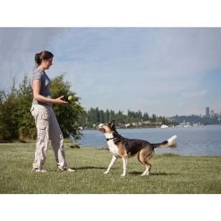 Fern Trainer »Plus« Zusatz Erziehungs Halsband PetSafe · 350m -Heimtierprodukte Geschäft fern trainer plus zusatz erziehungs halsband petsafe 350m3