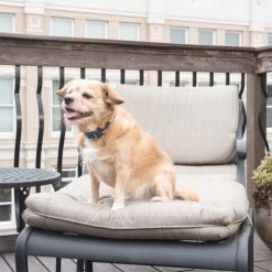 Ferntrainer »Standard« PetSafe Hundeerziehung · 100m, Ab 3,6kg -Heimtierprodukte Geschäft ferntrainer standard petsafe hundeerziehung 100m ab 36kg5