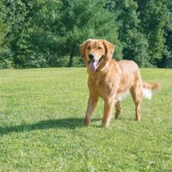 PetSafe Unsichtbarer Hundezaun 27,5m Radius »Drahtlos Comfort« · Ab 3,6kg -Heimtierprodukte Geschäft unsichtbarer hundezaun drahtlos comfort 275m radius ab 36kg4