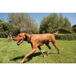 PetSafe Unsichtbarer Hundezaun »Drahtlos Deluxe« 32m Radius · Ab 2,3kg -Heimtierprodukte Geschäft unsichtbarer hundezaun drahtlos deluxe 32m radius ab 23kg7